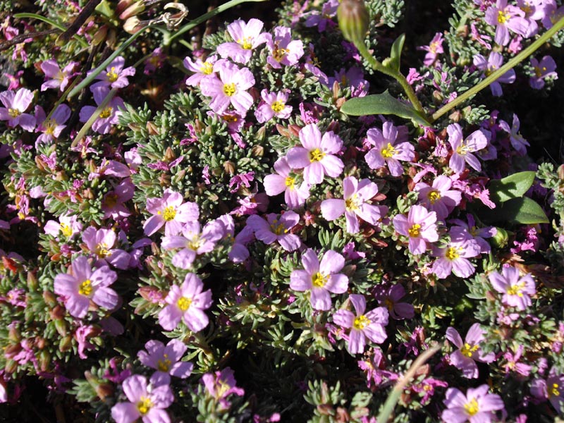 Frankenia laevis: Frankenia laevis