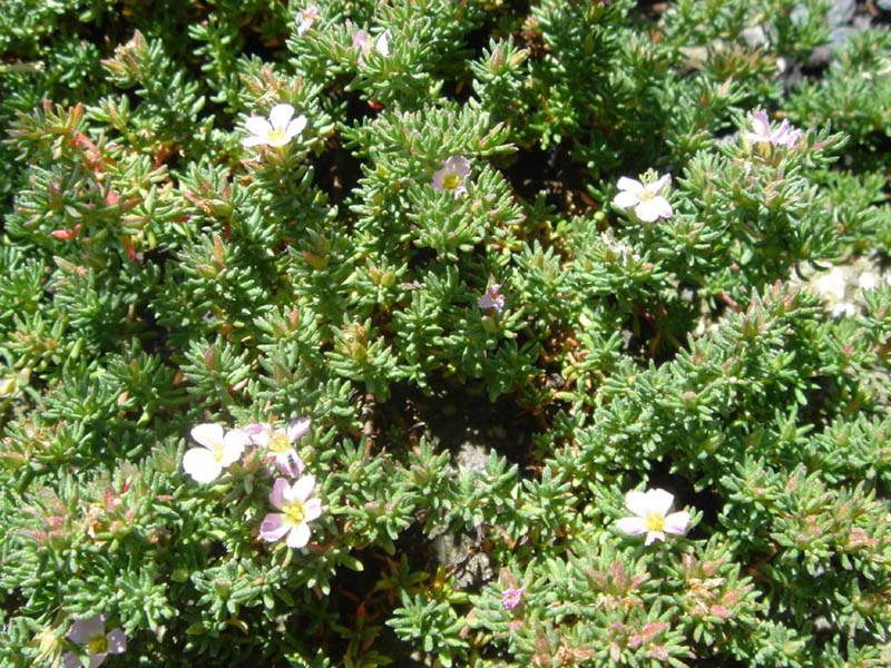 Frankenia laevis: Frankenia laevis