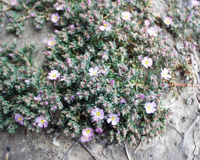 Frankenia laevis: (en) Frankenia laevis , a photography originating of the internet site http://sophy.u-3mrs.fr/ . The accord of the autor, H. Brisse, is here . (fr) Frankenia la