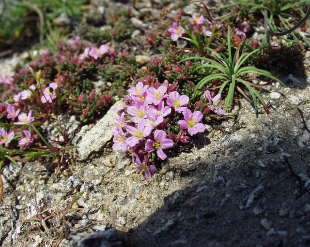 Frankenia laevis: (en) Frankenia laevis , a photography originating of the internet site http://sophy.u-3mrs.fr/ . The accord of the autor, H. Brisse, is here . (fr) Frankenia la