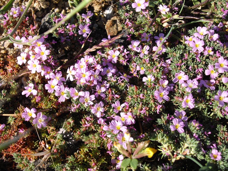 Frankenia laevis: Frankenia laevis