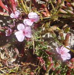 Frankenia repens (Frankenia repens)