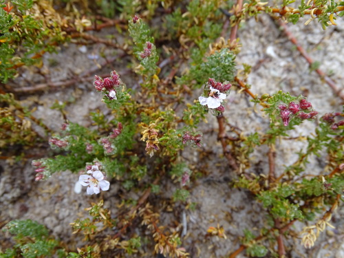 Frankenia repens (Frankenia repens)