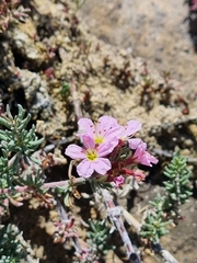 Frankenia repens (Frankenia repens)
