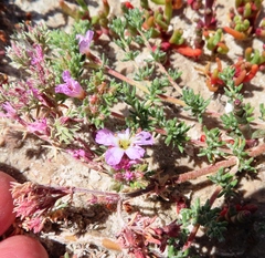 Frankenia repens (Frankenia repens)
