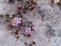 Frankenia repens (Frankenia repens)