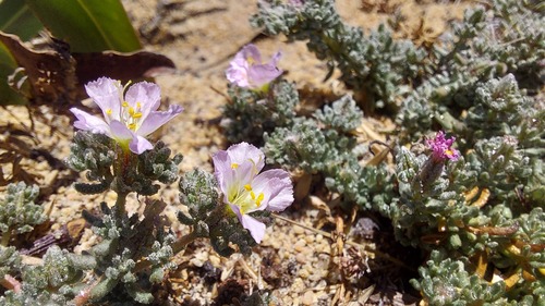 Frankenia repens (Frankenia repens)