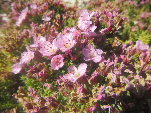 Frankenia repens (Frankenia repens)