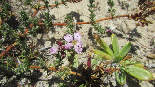 Frankenia repens (Frankenia repens)