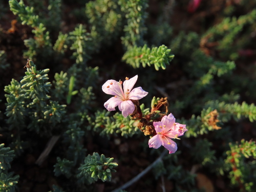 Frankenia repens (Frankenia repens)