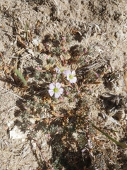 Frankenia repens (Frankenia repens)