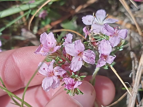 Frankenia repens (Frankenia repens)