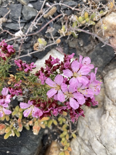 Frankenia repens (Frankenia repens)