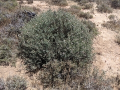 Frankenia sessilis (Frankenia sessilis)