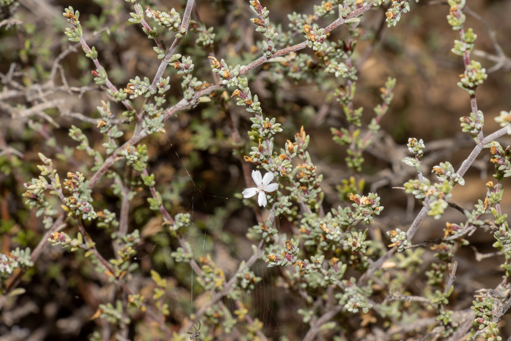 Frankenia sessilis (Frankenia sessilis)