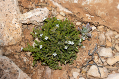 Frankenia sessilis (Frankenia sessilis)
