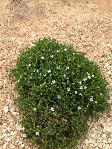 Frankenia sessilis (Frankenia sessilis)