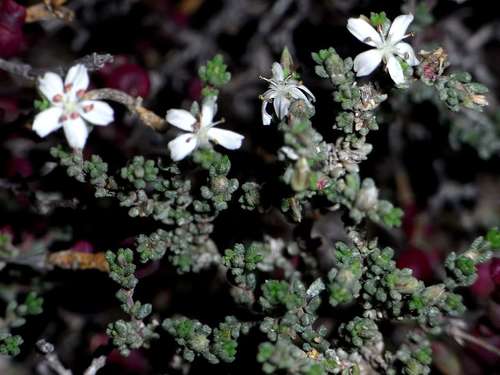 Frankenia sessilis (Frankenia sessilis)