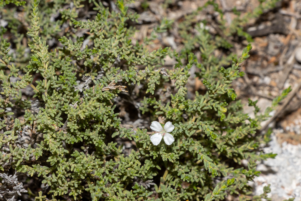 Frankenia sessilis (Frankenia sessilis)