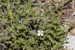 Frankenia sessilis (Frankenia sessilis)