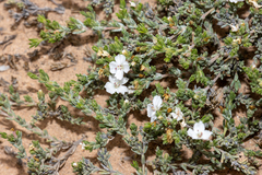 Frankenia sessilis (Frankenia sessilis)