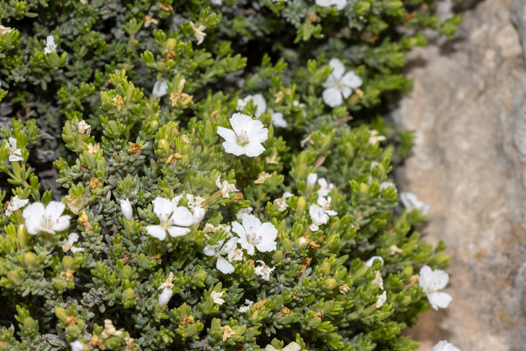 Frankenia sessilis (Frankenia sessilis)