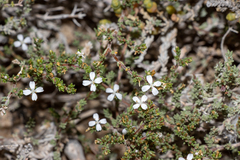 Frankenia sessilis (Frankenia sessilis)