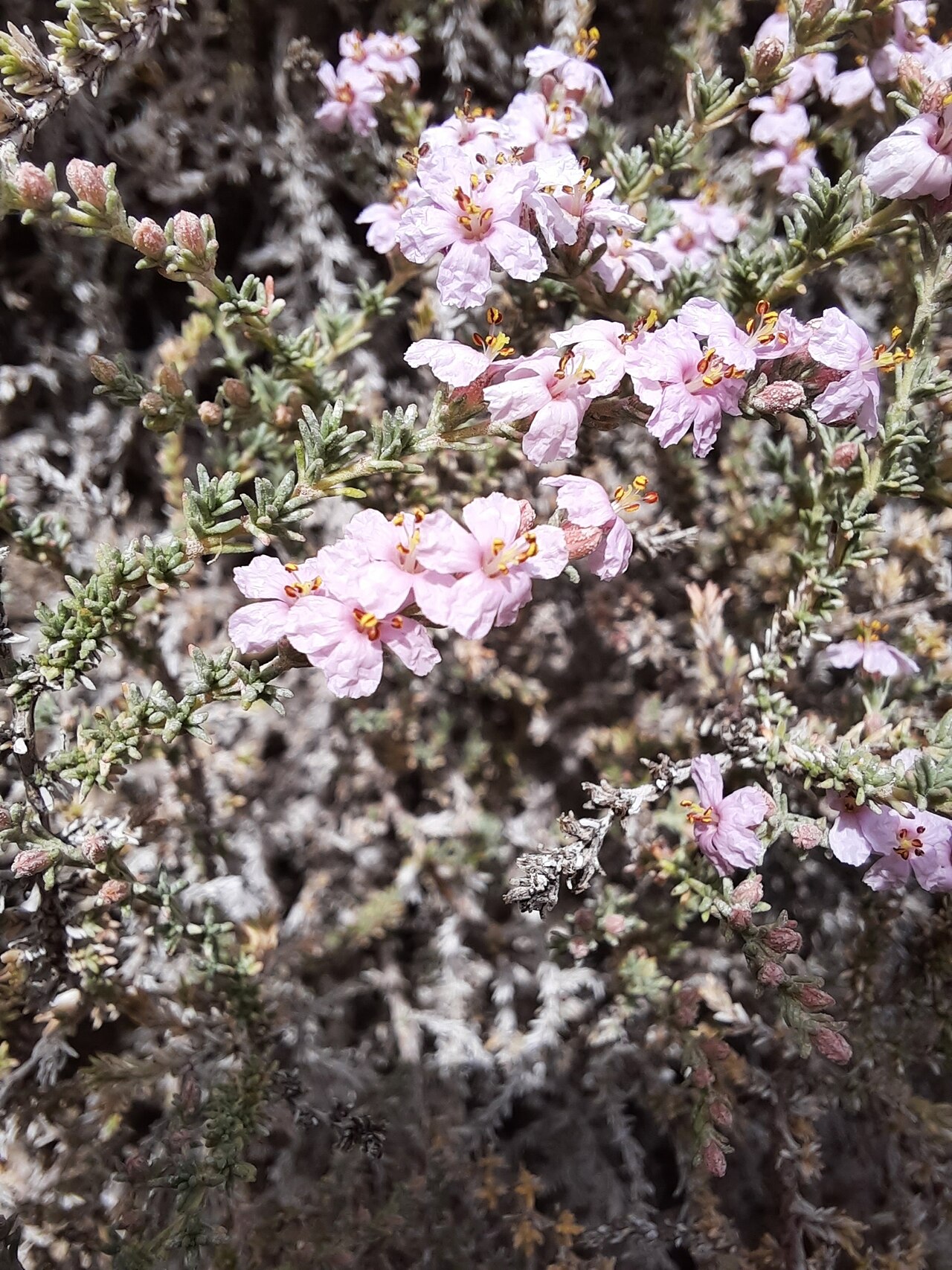 Frankenia thymifolia: Frankenia thymifolia, 28370 Chinchón, Madrid, España, 2022-05-22 (iNaturalist).