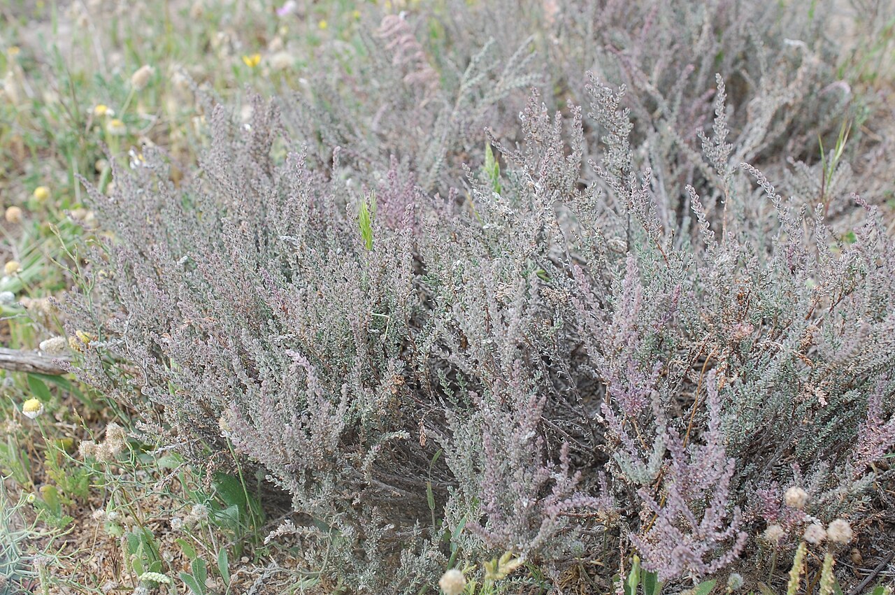 Frankenia thymifolia: Frankenia thymifolia Desf.