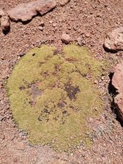 Frankenia triandra (Frankenia triandra)