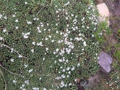 Frankenia triandra (Frankenia triandra)