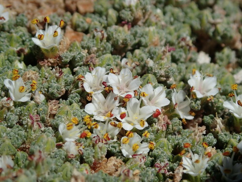 Frankenia triandra (Frankenia triandra)