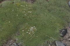 Frankenia triandra (Frankenia triandra)