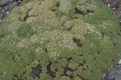 Frankenia triandra (Frankenia triandra)
