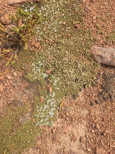 Frankenia triandra (Frankenia triandra)