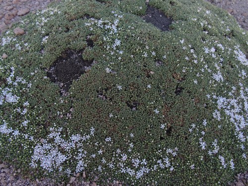 Frankenia triandra (Frankenia triandra)
