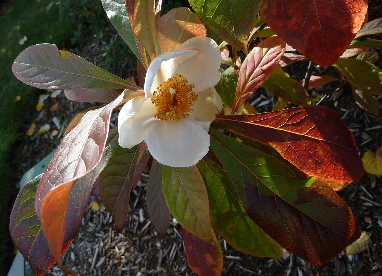 Franklin tree: Franklinia alatamaha, at UBC Botanical Garden