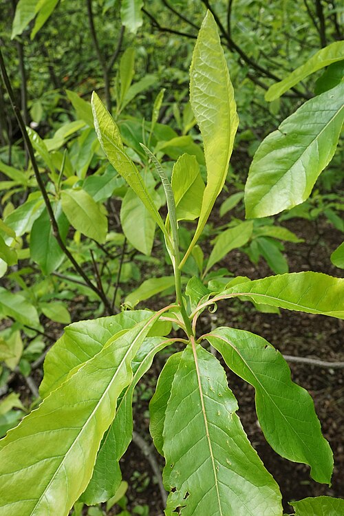 Franklin tree: Franklinia alatamaha
