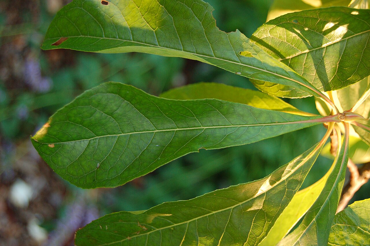 Franklin tree: Photograph of the leaf of the Franklin Tree ( Franklinia alatamaha ). Photo taken at the Tyler Arboretum where it was identified. Camera and Exposure Details: C