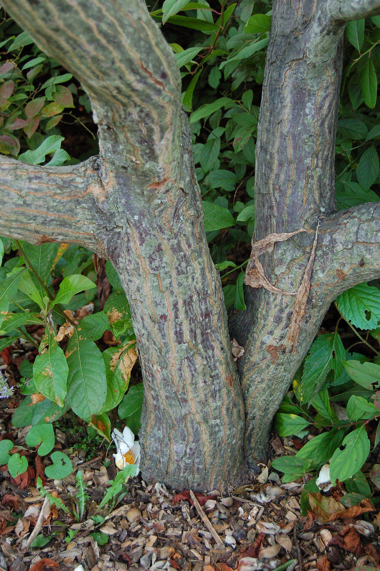 Franklin tree: Photograph of the trunk of the Franklin Tree ( Franklinia alatamaha ). Photo taken at the Tyler Arboretum where it was identified. Camera and Exposure Details: