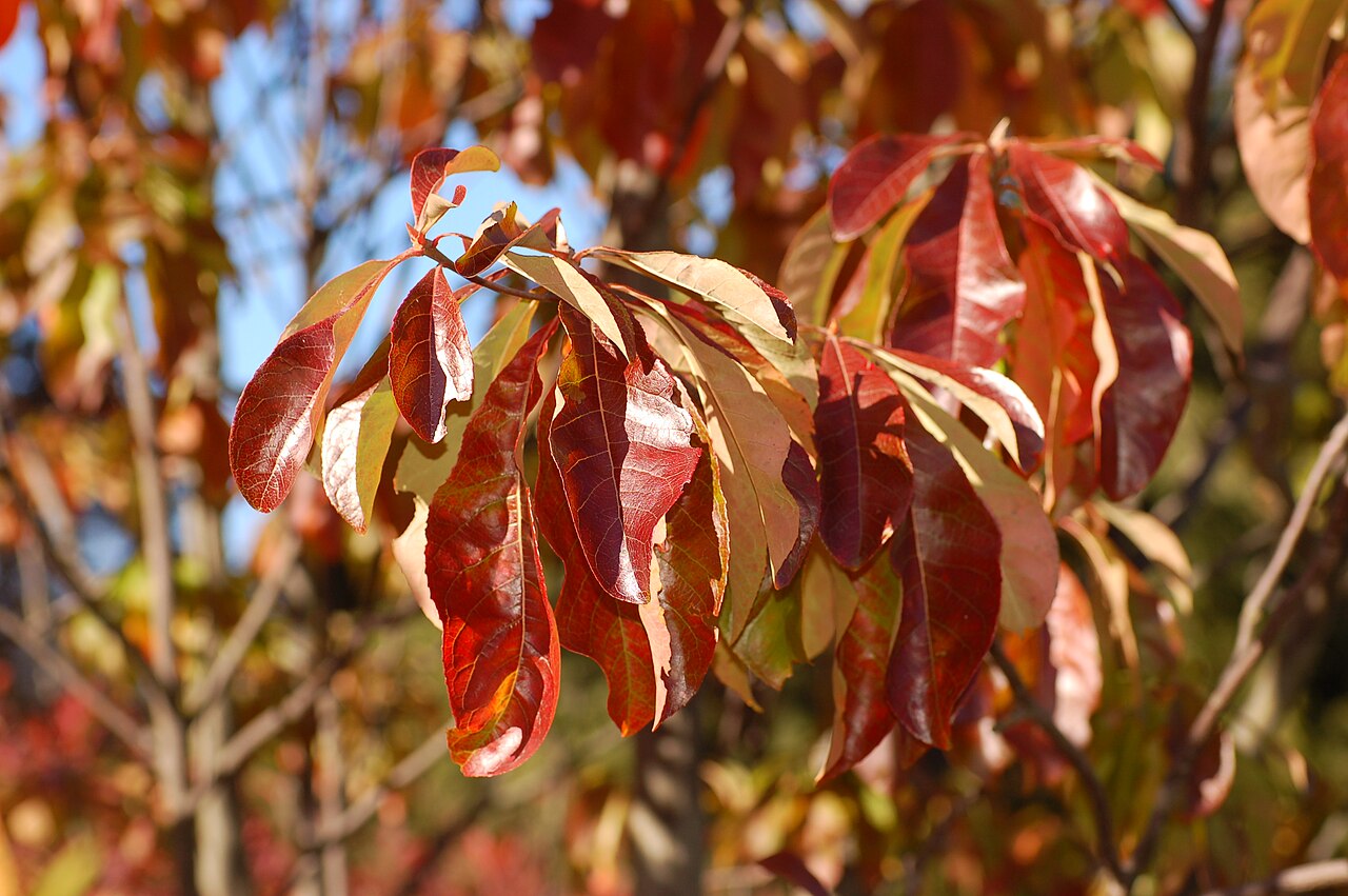 Franklin tree: Photograph of the autumn leaves of the Franklin Tree en ( Franklinia alatamaha en ). Photo taken at the Tyler Arboretum where it was identified. Camera and Expo