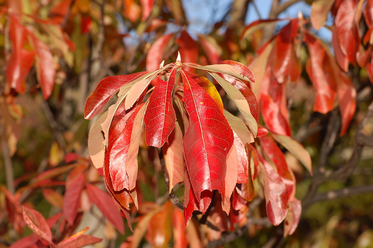 Franklin tree: Photograph of the autumn leaves of the Franklin Tree en ( Franklinia alatamaha en ). Photo taken at the Tyler Arboretum where it was identified. Camera and Expo