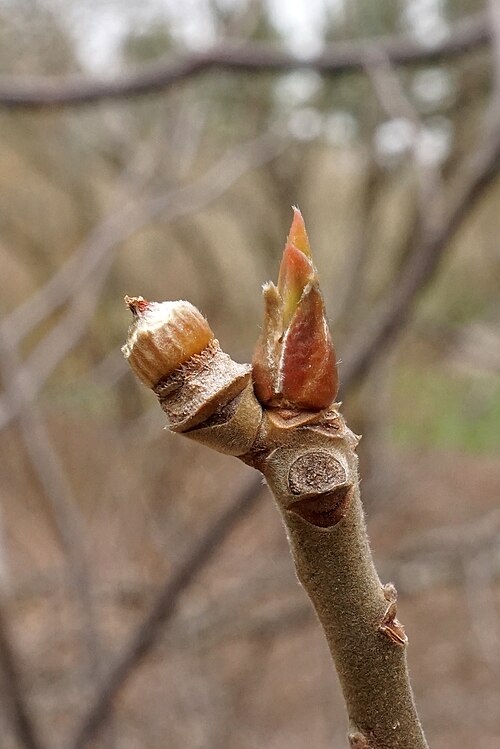 Franklin tree: Franklinia alatamaha