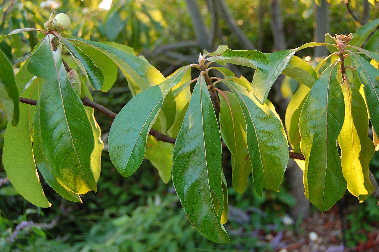 Franklin tree: Photograph of the leaves of the Franklin Tree ( Franklinia alatamaha ). Photo taken at the Tyler Arboretum where it was identified. Camera and Exposure Details: