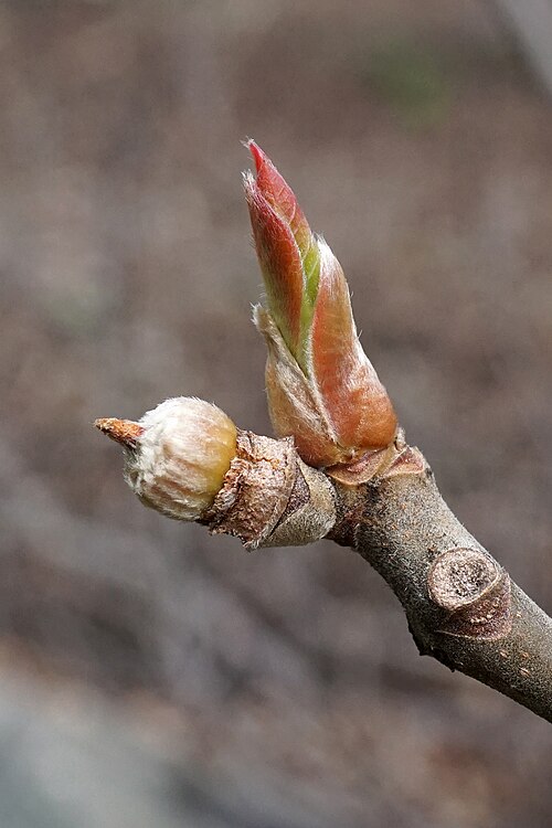 Franklin tree: Franklinia alatamaha