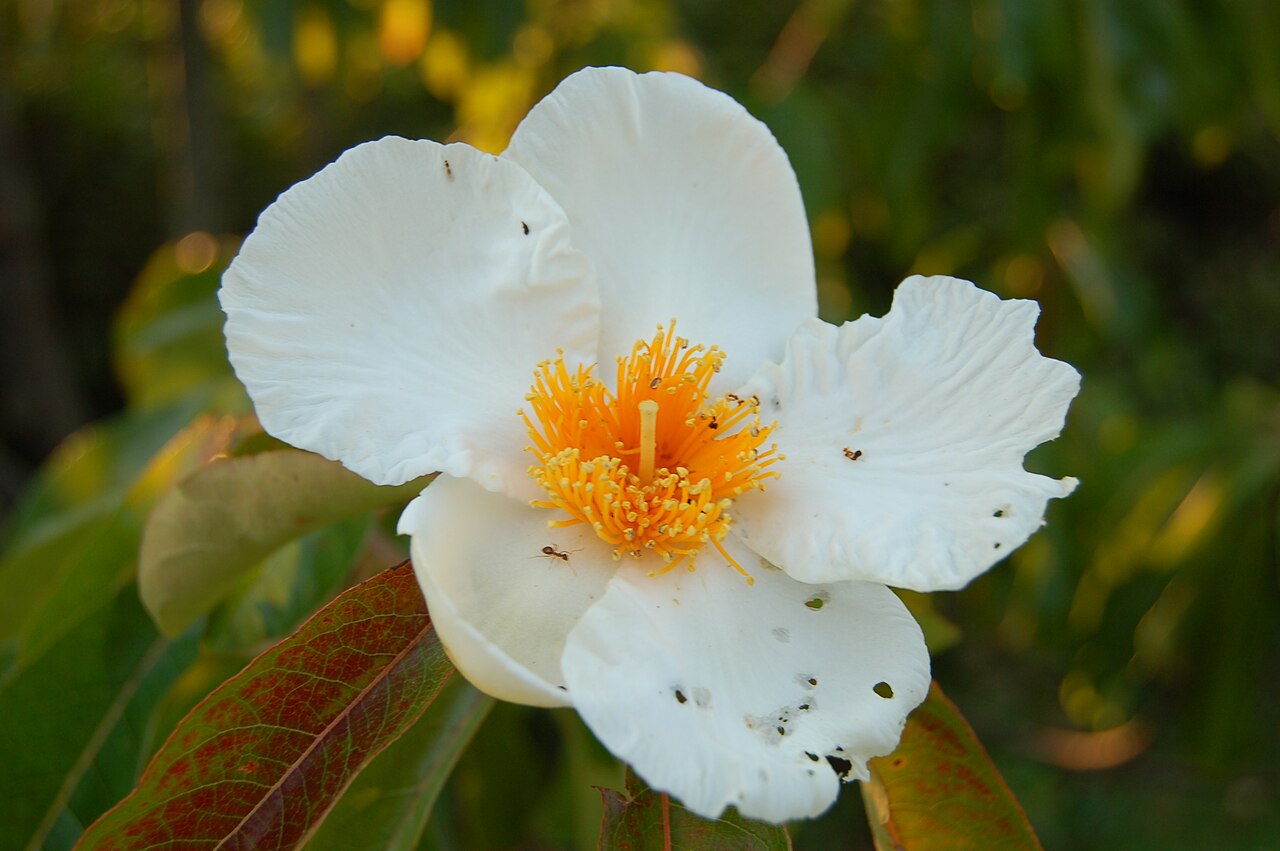 Franklin tree: Photograph of the flower of the Franklin Tree ( Franklinia alatamaha ). Photo taken at the Tyler Arboretum where it was identified. Camera and Exposure Details: