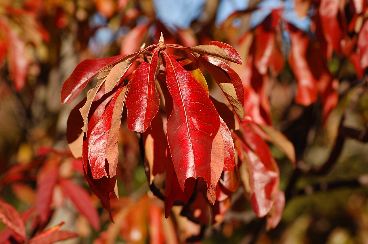 Franklin tree: Photograph of the autumn leaves of the Franklin Tree en ( Franklinia alatamaha en ). Photo taken at the Tyler Arboretum where it was identified. Camera and Expo