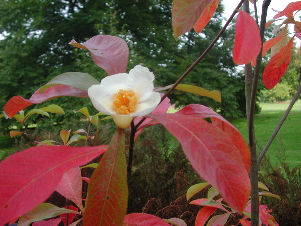 Franklin tree: Franklinia alatamaha