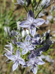 Whitestem frasera (Frasera albicaulis)
