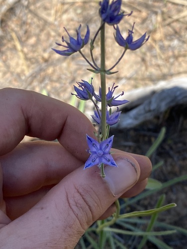 Whitestem frasera (Frasera albicaulis)